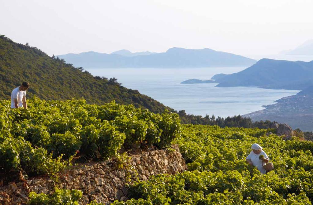 TERROIR The island of Samos is situated in the warmth of the Eastern Mediterranean, surrounded by a deep-blue sea.