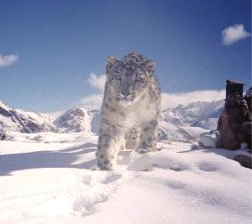 measures that lead villagers to become better stewards of endangered snow leopards, their prey and habitat.