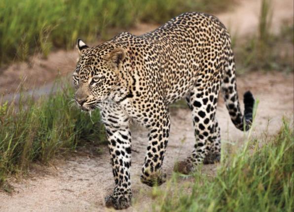 largest national park in Botswana covering some 11 700 square kilometres, has some