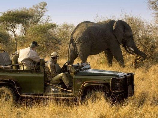 Game drives in this park are legendary, with sightings of herds of more than 100