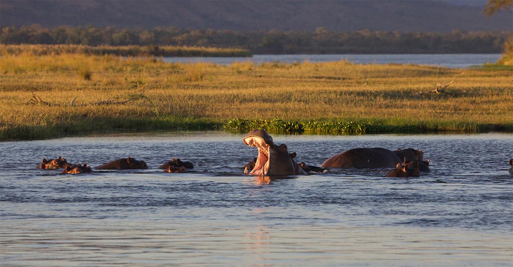 Why Safari In Zambia? Planning to go on a safari in Zambia? Zambia is less often visited than its neighbor Botswana but a Zambian safari vacation has much to offer.