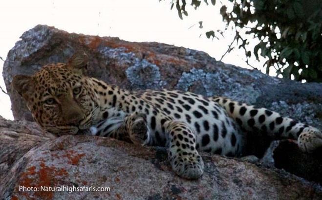 It also has the highest density of leopards in Zimbabwe, but their camouflage and elusive behavior make it a prized sighting. The richness of the Park can also be seen for the diverse bird life.
