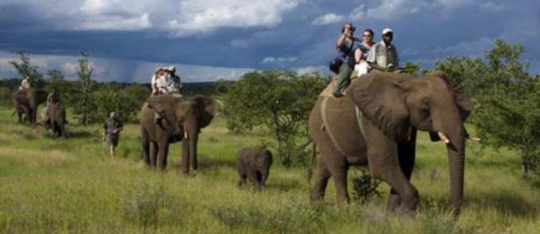Elephant Camp is a luxurious, intimate lodge under canvas within easy reach of Victoria Falls and all its attractions and activities, yet secluded in its own private game reserve so as to allow
