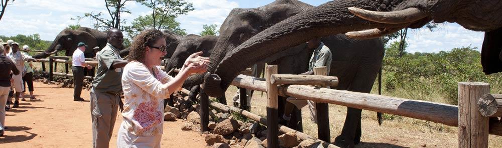 During their tenure at Wild Horizons Sanctuary, the elephants are involved in educating, enlightening and interacting with guests, schoolchildren and other visitors.