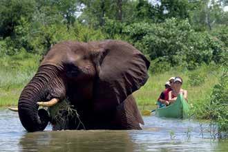 Adventure CANOEING AND WHITE WATER RAFTING Zambia, Zimbabwe 1 1 / 2 3 hours The Zambezi offers canoeing opportunities unlike any other with game parks on either side of the