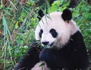 (total AUD$100) Travel insurance (mandatory) Personal expenses Bund Giant Panda, Zoo Interstate Surcharge: On request only *Peak Season Surcharge: