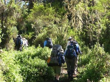 DAY 3 MONTANE FOREST (2,790 m - 9,150 feet) Today is an early start. We drive approximately 2 hours to the Kilimanjaro National Park gate at Londrossi (2,250m / 7,380ft).