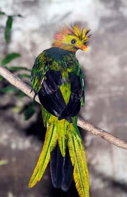 The sacred bird of the ancient Maya and the Aztec, the quetzal (keht-sahl) lives in the rainforests of.