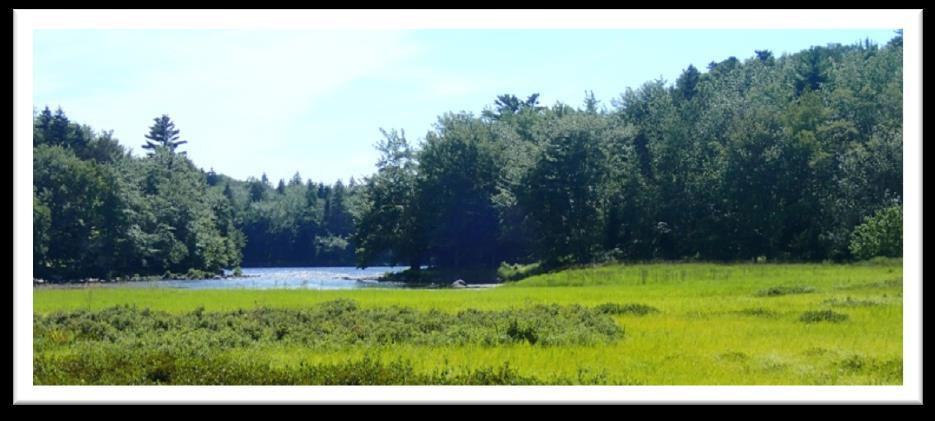 The west shore of Wilsons Lake is one of the most outstanding examples of a coastal plain vegetation type in Canada.