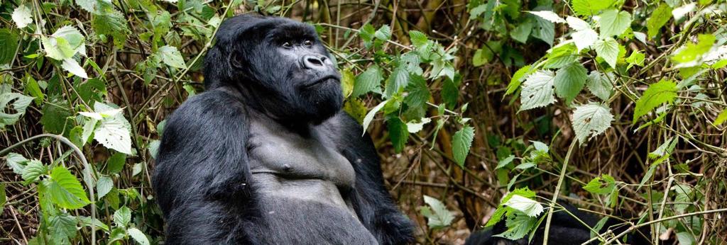 Gorilla Doctors provides veterinary treatment to gorillas in Bwindi Impenetrable Forest (Uganda), Parc Nationales des Volcans (Rwanda), and Virunga National Park (DR Congo).