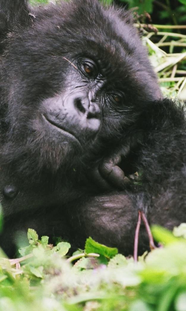 Ugandan park guides will be taking you into the rain forest and there will be park guides in your party who work daily with the gorillas in Bwindi.