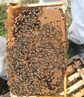 Bees on Comb & Queens Bees on Comb & Queens Zero rated Bees on Comb Our bees are supplied in a non returnable plywood/polystyrene nucleus box; in the box are six frames with brood, food, bees and a