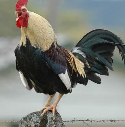 Animal, chickens/livestock Capon A neutered male chicken.