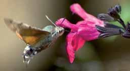 Saturday 21st April Stratford Butterfly Farm & Stratford Great Days Out Saturday 28th April Cotswolds Tour Half day excursion to Stratford Butterfly farm with a couple of hours free time in Stratford