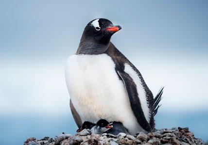 Polar Circle Air-Cruise ITINERARY Jumping over Cape Horn and the mythical waters of the Drake Passage, ANTARCTICA XXI takes you to one of the most spectacular and remotest places on earth -