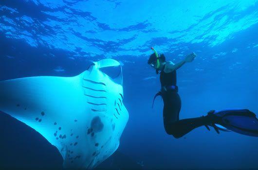 4. MANTA POINT- Manta Point is a diving area where