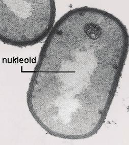 Opšta bakteriologija 15 Slika 9.