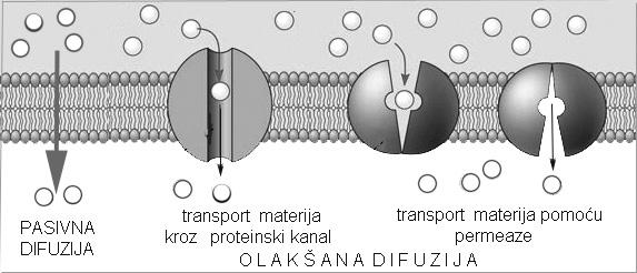 28 Opšta bakteriologija Slika 22. Transport materija pasivnom i olakšanom difuzijom Osmoza je vrsta pasivnog transporta koji podrazumeva transport vode.