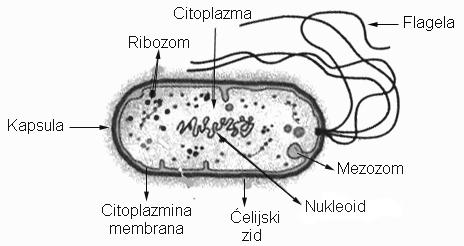 Opšta bakteriologija 9 Iako sluzaste omotače imaju samo neke bakterije, radi lakšeg razumevanja građe ćelije, u daljem tekstu će biti prvi opisani. Sluzasti omotači ćelije Slika 2.