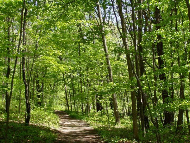 Michigan Forest Designation Project The Sierra Club is offering members and others a chance to help the Michigan Department of Natural Resources (DNR) designate the most special places in our four