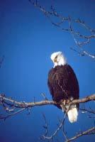 Michigan s Rare Plants and Animals Michigan Threatened and Endangered Species Statistics The bald eagle is no longer endangered in Michigan.