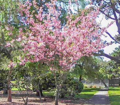 BURLINGAME CITY, DEMOGRAPHICS & MARKET PROFILE City of Trees The suburban City of Burlingame has approximately 30,000 residents who enjoy its mild Mediterranean climate by the San Francisco Bay.