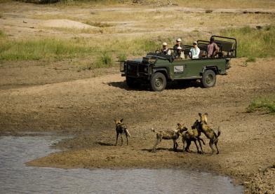 In addition to wild dog, cheetah, lion, white and black rhino, buffalo and elephant, Madikwe is home to a wide range of plains game, such as giraffe, zebra and many antelope species.