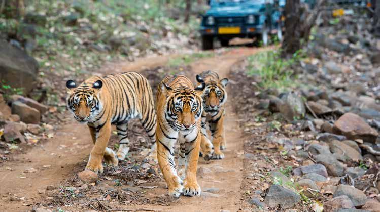 Bengal Tiger, Ranthambore National Park GOLDEN TRIANGLE EXTENSIONS 3 Days / 2 Nights Ranthambore National Park Ranthambore National Park is one of the largest national parks in Northern India, best
