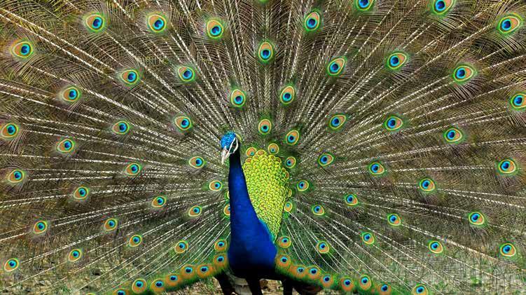 Peacock 12 Days / 11 Nights CENTRAL INDIA (1 Oct 17 30 Jun 18*) Superior $4,765 Luxury $9,185 *Prices not valid 20 Dec 17 10 Jan 18 *National Park closed July-September 8 nights twin share