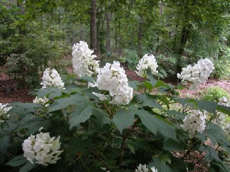 6 Med najpogosteje gojene vrste hortenzij prištevamo: Hrastolistna hortenzija (H. quercifolia L.) 