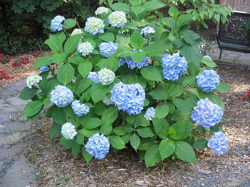 7 Vrtna hortenzija (H. macrophylla L.) je najpogosteje gojena vrsta hortenzij. Izvira iz Japonske in zraste v 1,5 m visok grm z rožnatimi, modrimi ali belimi cvetovi.