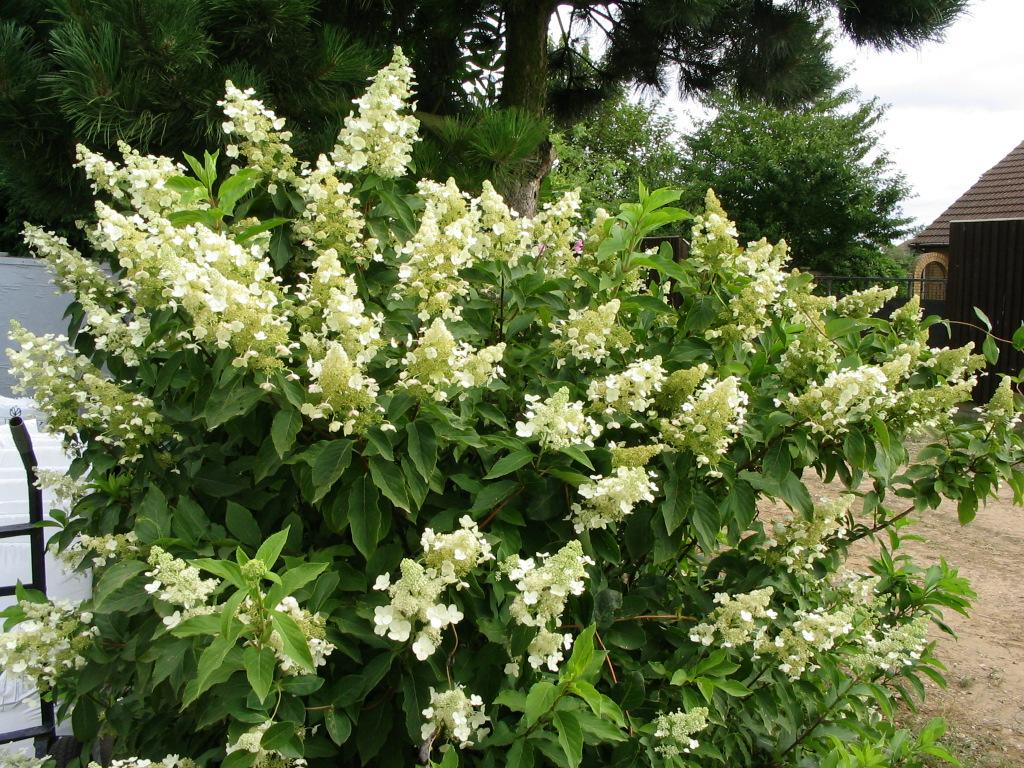 Posušene cvetne glavice lahko uporabljamo kot suho cvetje v vazah za razne dekoracije. Mlade rastlinice je potrebno zaščititi pred zimsko zmrzalijo. Slika 4: Vrtna hortenzija Lataste hortenzije (H.