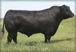 Red Ter-Ron Realdeal HFX 01W Sired by 2009 and 2010 Red Angus show bull of the year - Red Ter-Ron Real Deal 01W and out of one of the most consistently productive dams we have ever owned - Red