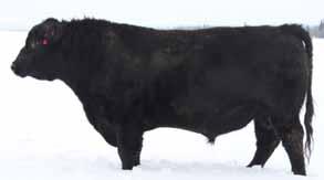 of our bull pen. Every trait you could ever want in a calving ease sire he has in absolute spades.