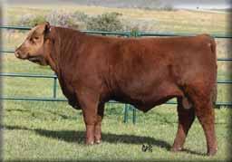 His calves have tremendous growing ability and a tad of added frame. WK Smooth 2382 sons have been a consistent popular choice at Hamilton s sale the past few years.