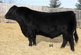 5 44 69 21 2.0 10.0 89 654 - Purchased in dam with our last purchase of females from Hamiltons we used him here at Anchor 1 for the tremendous female traits in his pedigree.