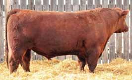 Long, Smooth, and dark cherry red with excellent feet, his dam was considered by Nick to be one of his best young cows- and if you know his herd that is saying a lot.