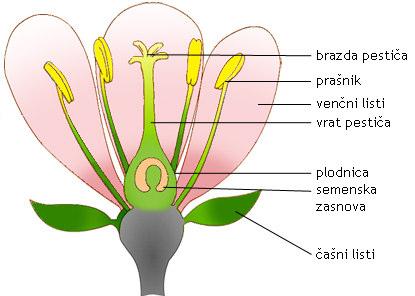 Slika 2: Zgradba cveta (https://eucbeniki.sio.si/test/iucbeniki/nar6/1548/index5.html) 1.4.5.5 PLOD Ko se semenska zasnova razvije v seme, plodnica in tkiva okoli nje dozorijo v plod, v katerem je seme.