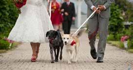 Q14. Can I have my dog in my wedding? ANSWER Yes you can!