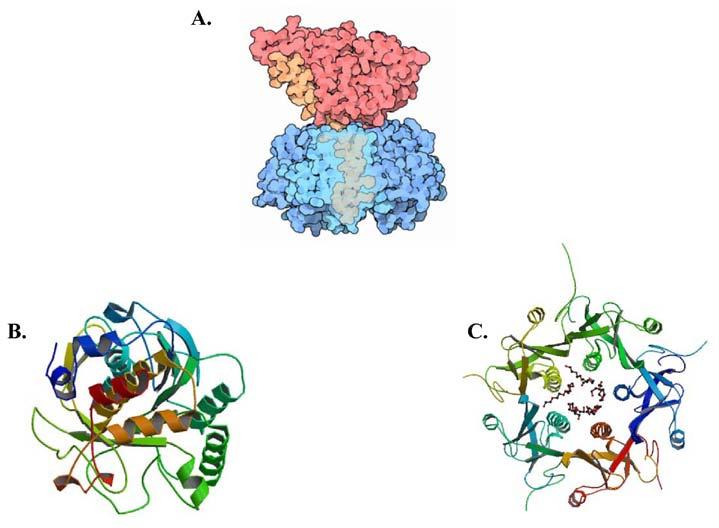 Figure 1.4 (A) General structure of an AB 5 toxin molecule. (B) The A subunit of the Shiga-toxin.