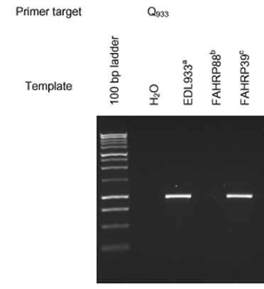 Figure 3.4 PCR products of human verses bovine strains of Escherichia.