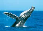 October of humpback whales as they journey some 16,000 kilometres from Antarctica along the east coast of Australia.