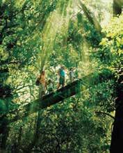 Adult $140 Child $80 Take in the spectacular panoramic views of the Gold Coast from Tamborine Mountain, then travel onward to O Reilly s for the tree top canopy