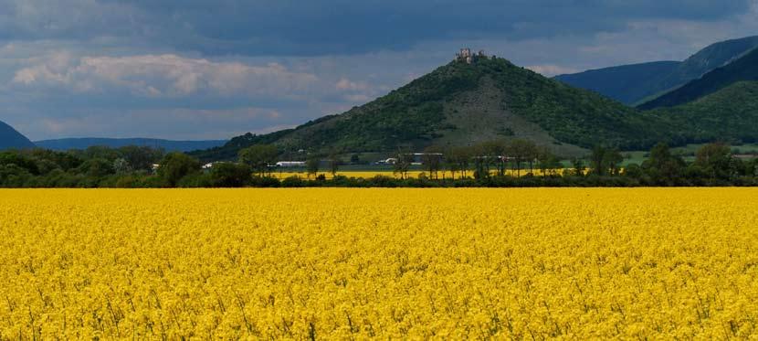 very species-rich. The last site of Danube Cl. Yellow outside Romania.