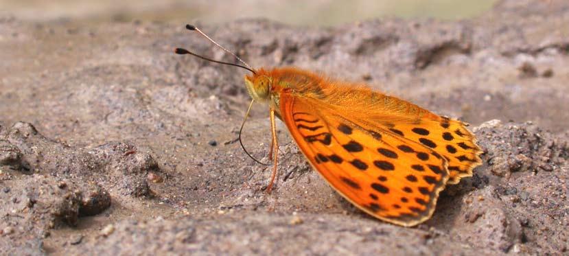 Fritillary in his region, the western Carpathian mountains.