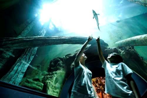 The Aquarium is the largest river Aquarium