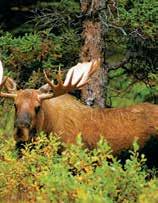 the Wildlife Conservation Center, where you ll meet s famous wildlife up-close. Arrive at beautiful Alyeska (Girdwood). Take a spectacular ride on the Mt.