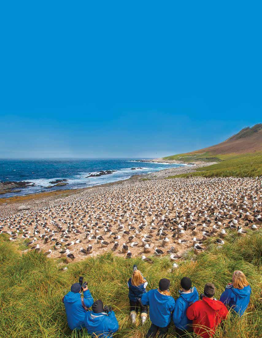 IMMERSIVE, IN-DEPTH & TOTALLY SURPRISING Black-browed albatross walk carefully over wide ledges of grey rock and spread the tips of their wings to catch the wind with great care, then open them wide