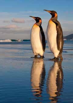 FALKLANDS 360 13 DAYS/10 NIGHTS PRICES FROM: $10,850 to $20,990 DAYS 1 AND 2: U.S./SANTIAGO, CHILE Fly overnight to Santiago.