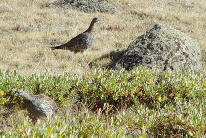 Almost perfectly disguised with surrounding rock colors, the White-tailed Ptarmigan have